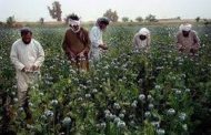 U.S army destroyed Taliban drugs