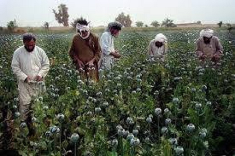 U.S army destroyed Taliban drugs