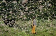 Kenya suffers worst locust infestation in 70 years as millions of insects swarm farmland