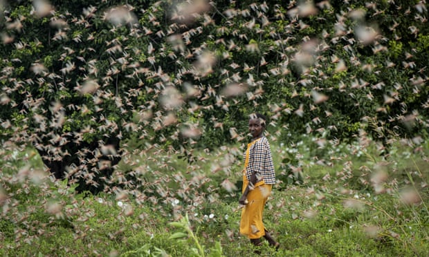 Kenya suffers worst locust infestation in 70 years as millions of insects swarm farmland