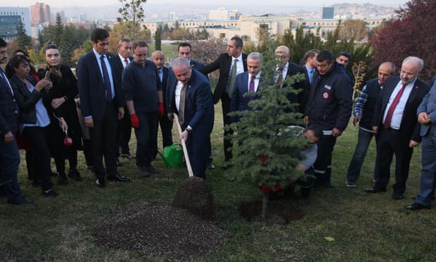 Most of 11m trees planted in Turkish project 'may be dead'