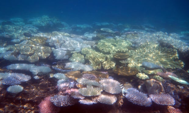 Great Barrier Reef’s latest bleaching confirmed by marine park authority