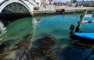 'Nature is taking back Venice': wildlife returns to tourist-free city