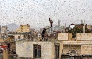 Locust crisis poses a danger to millions, forecasters warn