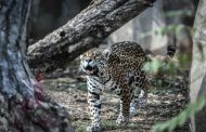 Brazil wetland fires threaten jaguar reserve