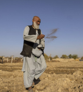 Afghanistan’s Opium Business Cranks Up as the Taliban Look the Other Way