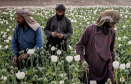 In Hard Times, Afghan Farmers Are Turning to Opium for Security