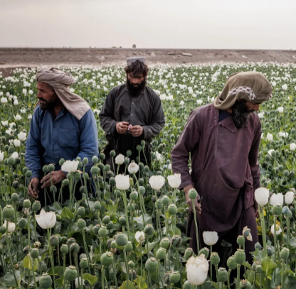 In Hard Times, Afghan Farmers Are Turning to Opium for Security