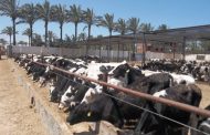EGP 247 million allocated for veal project – official