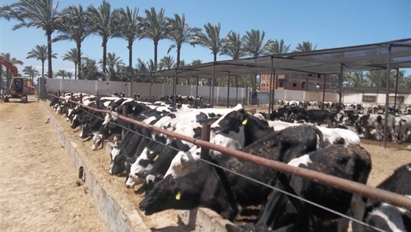EGP 247 million allocated for veal project – official