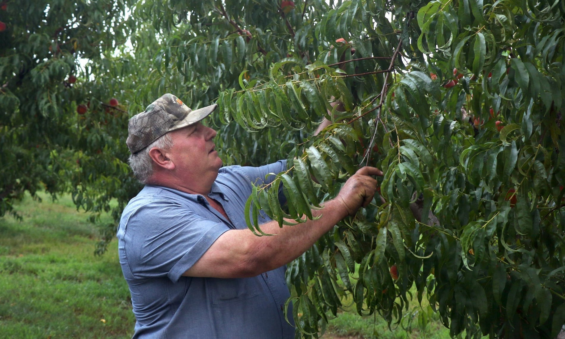 Monsanto predicted crop system would damage US farms