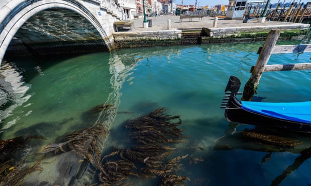 'Nature is taking back Venice': wildlife returns to tourist-free city