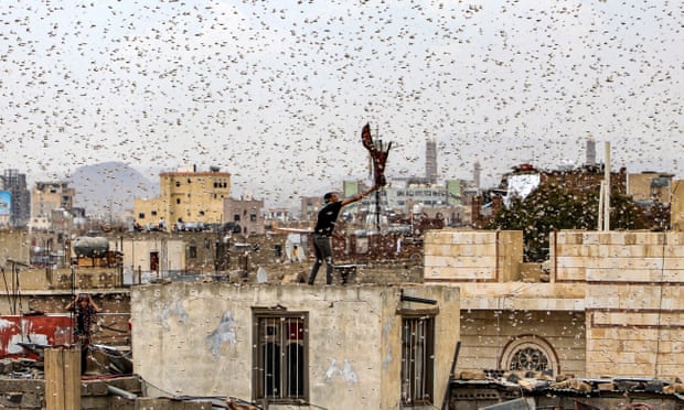 Locust crisis poses a danger to millions, forecasters warn