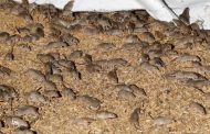 Australia: Mouse Plague Forces Prison Evacuation