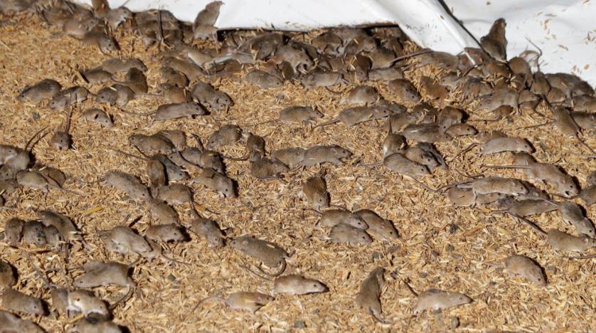 Australia: Mouse Plague Forces Prison Evacuation