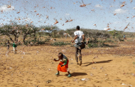 A plague of locusts blocks out the African sun, but is the UN’s solution too extreme?