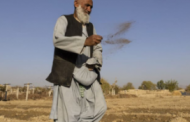 Afghanistan’s Opium Business Cranks Up as the Taliban Look the Other Way