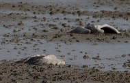 Bird flu outbreak in Israel kills more than 5,200 cranes, with mass culling of poultry underway