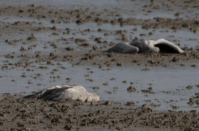 Bird flu outbreak in Israel kills more than 5,200 cranes, with mass culling of poultry underway